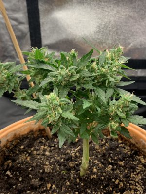 D5A11D9F-0BE3-4939-ADBC-2F591EB1CBDA.jpeg D5A11D9F-0BE3-4939-ADBC-2F591EB1CBDA.jpeg