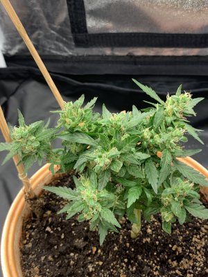 54D13AA5-F0EE-42CD-A469-59C9B2DB75DA.jpeg 54D13AA5-F0EE-42CD-A469-59C9B2DB75DA.jpeg