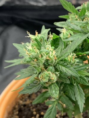 CEA143B0-B000-451C-A943-E9B3A6C23433.jpeg CEA143B0-B000-451C-A943-E9B3A6C23433.jpeg