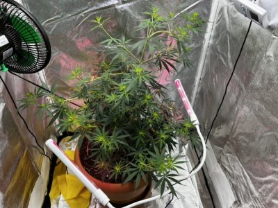 9C6A6F59-FF6D-46A0-8EBE-7FFCE13A3DC9.jpeg 9C6A6F59-FF6D-46A0-8EBE-7FFCE13A3DC9.jpeg