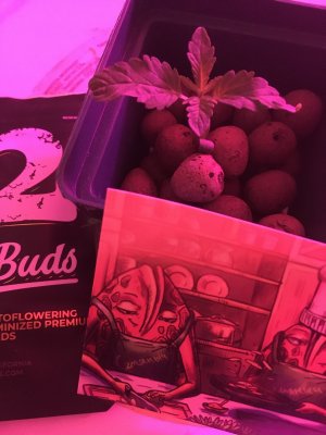 IMG_6868.JPG IMG_6868.JPG