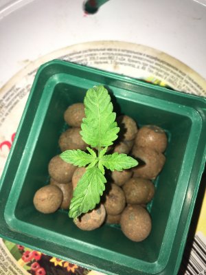 IMG_6863.JPG IMG_6863.JPG