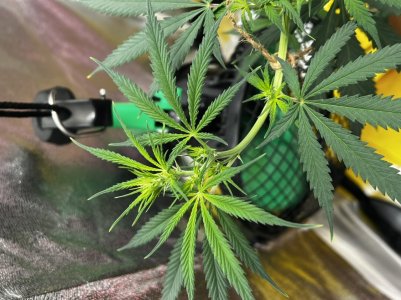 1DBC242C-3144-464A-A273-FD0CA865489D.jpeg 1DBC242C-3144-464A-A273-FD0CA865489D.jpeg