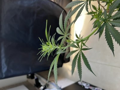 E1A1AB8A-38F6-427E-807E-E647451FB017.jpeg E1A1AB8A-38F6-427E-807E-E647451FB017.jpeg