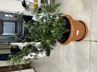 A039E0B4-8284-4D55-BBDD-8E7FE1F9DB44.jpeg A039E0B4-8284-4D55-BBDD-8E7FE1F9DB44.jpeg