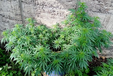 боч.jpg боч.jpg