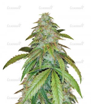 Gelato.jpg Gelato.jpg