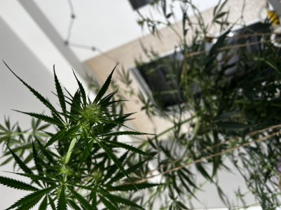 5CC1E7B7-CF01-4384-B812-83076B71E242.jpeg 5CC1E7B7-CF01-4384-B812-83076B71E242.jpeg