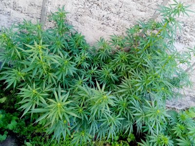 боч.jpg боч.jpg