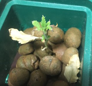 31 (3).JPG 31 (3).JPG