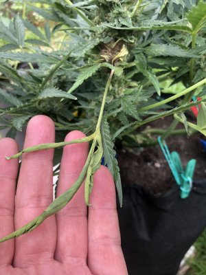 35CAF62E-4A01-4277-83C9-50EF46AFF322.jpeg 35CAF62E-4A01-4277-83C9-50EF46AFF322.jpeg