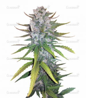 1659535167316.png 1659535167316.png