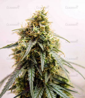 1659535187834.png 1659535187834.png