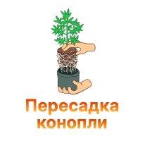 35-Peresadka konopli-100.jpg