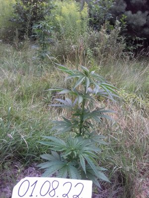 20160609_062659.jpg 20160609_062659.jpg