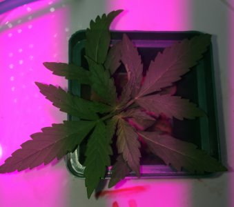 IMG_6959.JPG IMG_6959.JPG