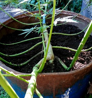 ств.jpg ств.jpg