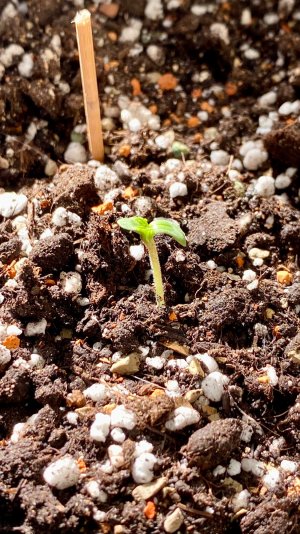 A28B82FF-1F03-49B4-B560-C2186763560E.jpeg A28B82FF-1F03-49B4-B560-C2186763560E.jpeg