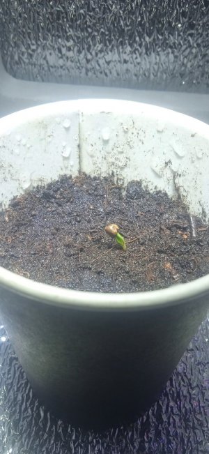 семя гров.jpg