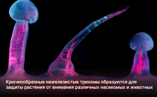 Типы трихом