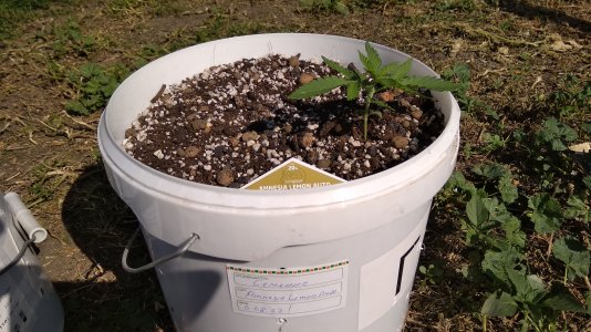 IMG_20220818_152552.jpg IMG_20220818_152552.jpg