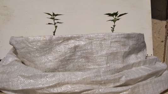 IMG_20220818_151316.jpg IMG_20220818_151316.jpg