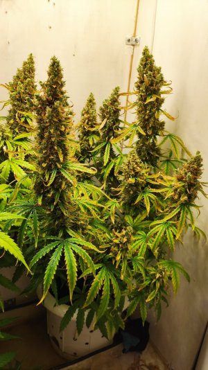 IMG_20220819_082123caramel — копия.jpg