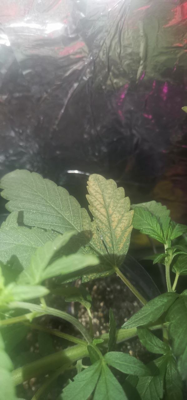 544204FA-0A31-40C0-81F9-8DAE2461C8F3.jpeg 544204FA-0A31-40C0-81F9-8DAE2461C8F3.jpeg