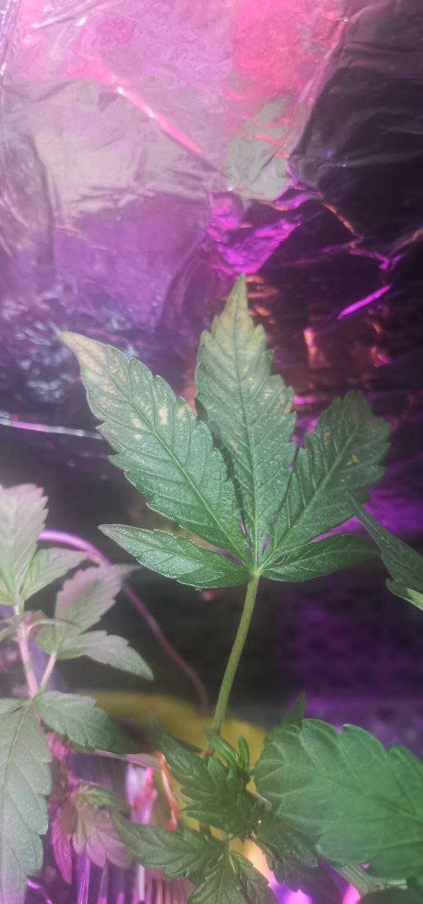 0B673FF3-E70C-4E53-B5DC-D03670AAF341.jpeg 0B673FF3-E70C-4E53-B5DC-D03670AAF341.jpeg