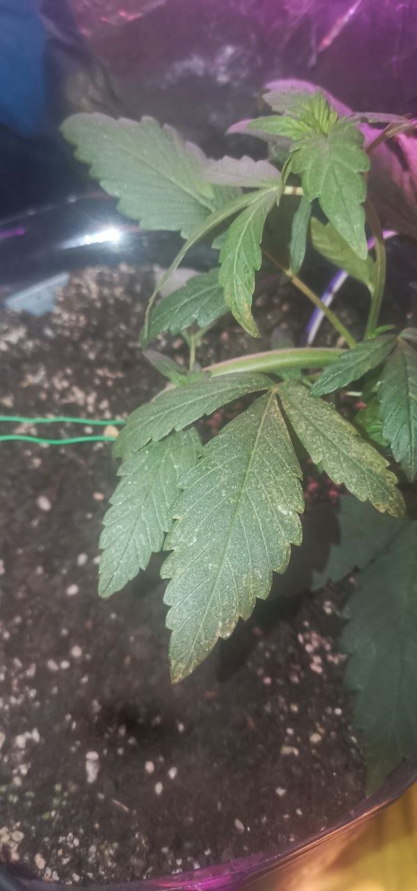 E8E96D3A-29CF-4395-BDB0-85268D73DF1C.jpeg E8E96D3A-29CF-4395-BDB0-85268D73DF1C.jpeg