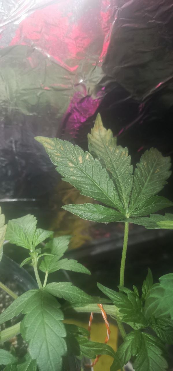 7126C5A0-28AF-4571-B334-57B7C5DFC05F.jpeg 7126C5A0-28AF-4571-B334-57B7C5DFC05F.jpeg