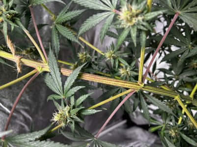 A04DD035-51F3-4CD3-88E1-5592B73E8ACA.jpeg A04DD035-51F3-4CD3-88E1-5592B73E8ACA.jpeg