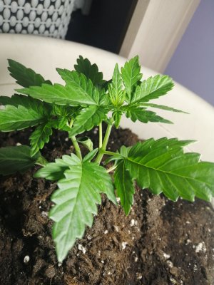 IMG_20220823_195350.jpg IMG_20220823_195350.jpg