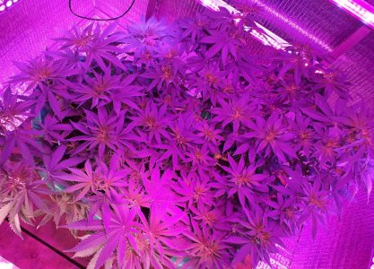 gorilla-glue-4-fem-anesia-seeds__cck3xGI9KBEr5QTA.jpg
