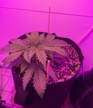 E9C3E936-7A47-4EFC-AAB6-4B59DAD262BC.jpeg E9C3E936-7A47-4EFC-AAB6-4B59DAD262BC.jpeg