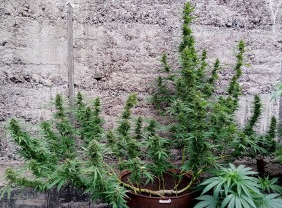 бочка после.jpg