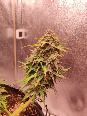 IMG20220911155738.jpg IMG20220911155738.jpg