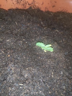 P20913-005428.jpg P20913-005428.jpg