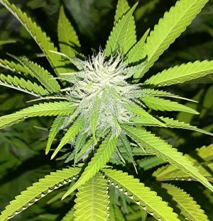 20220915_093340.jpg 20220915_093340.jpg