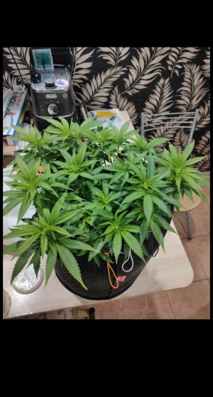 IMG_20220922_153502.jpg IMG_20220922_153502.jpg