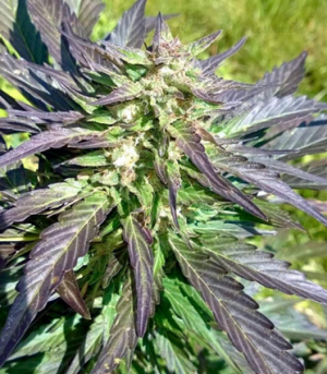 1663869292553.png 1663869292553.png