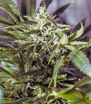 1663869299046.png 1663869299046.png