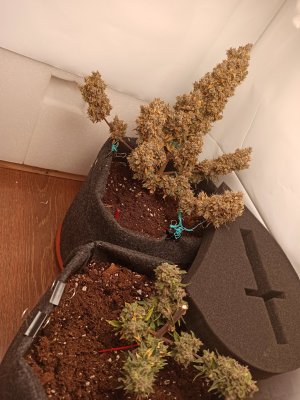 IMG_20220902_191923.jpg IMG_20220902_191923.jpg