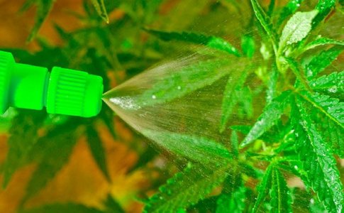 Масло ним – лучший органический пестицид для конопли