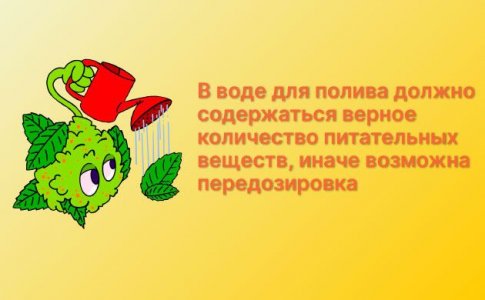 Недостаток или переизбыток влаги у конопли