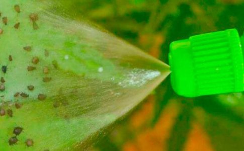 Вредители и болезни