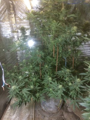 zkittlez-auto-cali-buds-seeds__mxc3fZXVLAvv1pV3.jpeg zkittlez-auto-cali-buds-seeds__mxc3fZXVLAvv1pV3.jpeg