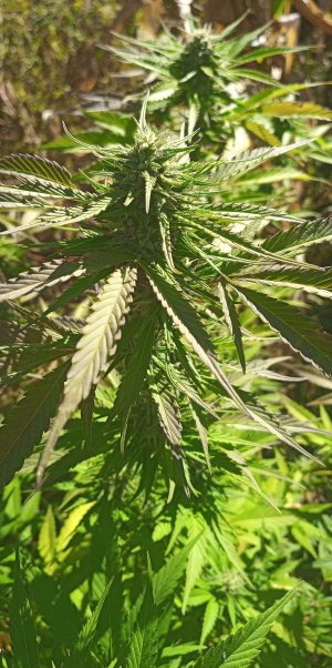 IMG_20221003_133509_0~2.jpg IMG_20221003_133509_0~2.jpg