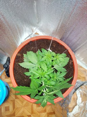 22 день LST3.jpg