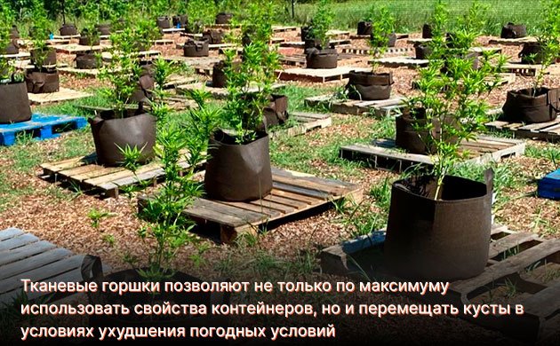 Открытый грунт или контейнеры для конопли